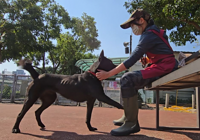 新北市政府動保處推出犬隻行為訓練課程，促進人寵和諧共處