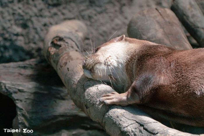 世界動物日與國際保育員日 用漂流木豐富動物們的生活