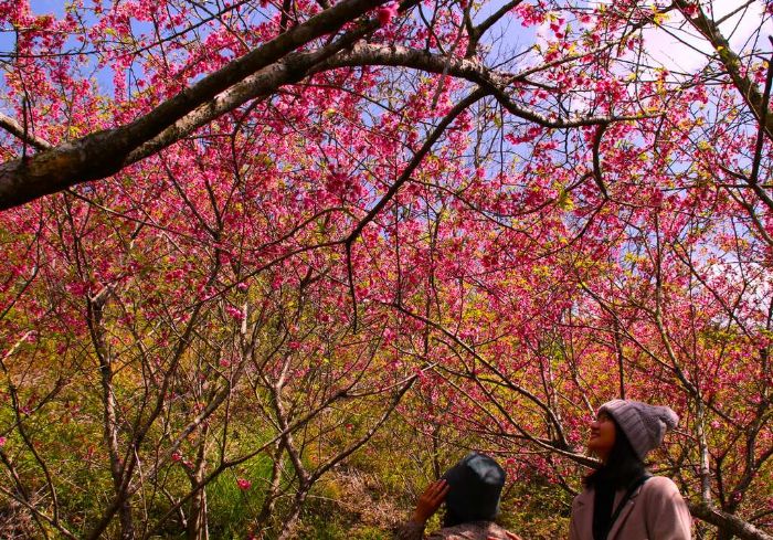 新社櫻花季二月初開跑！ 中市觀旅局邀賞花、順遊燈會一睹女媧風采