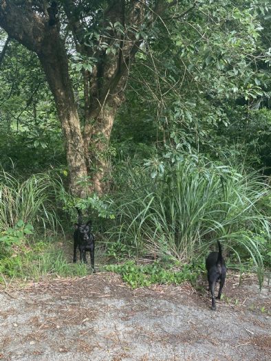 警示飼主：強化寵物管理以預防傷害和事故