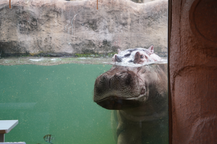 國立海洋科技博物館與臺北市動物園攜手慶祝周年紀念，推出獨家雙館聯票