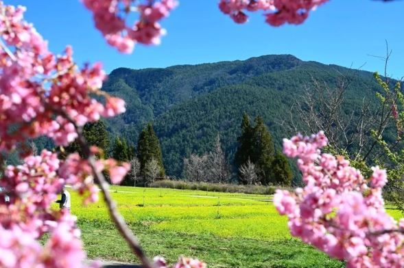 武陵農場櫻花季準備落幕，美景延續「油菜花海」