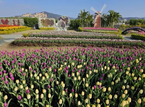 冬天花園最美鬱金香花季開跑 30萬球中社花市陸續綻放