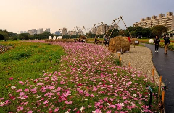 古亭河濱公園3000坪「大波斯菊花海」成為熱門打卡點，設有光球、稻草捆及船型眺望台，捷運輕鬆到達