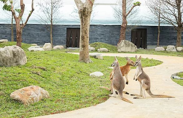 宜蘭最新千坪景點「蘭陽動植物王國」2/8試營運，全台獨家袋鼠互動區！水豚划船、親人羊駝、駱馬等精彩互動體驗