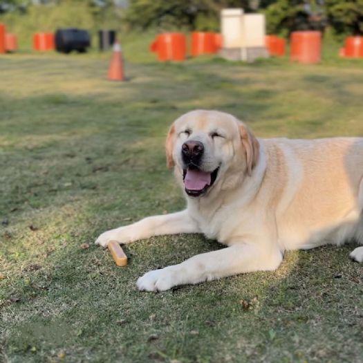 新北市動保處關懷退役警犬，提供健康檢查與終身照護