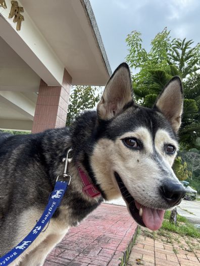 讓毛寶貝擁有溫暖的家：苗栗動物保護教育園區的認養計畫