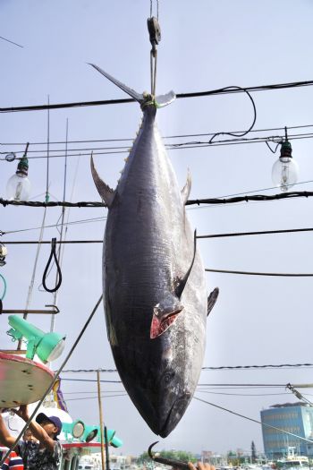 屏東縣政府冷凍設備不足導致黑鮪魚拍賣價格下滑