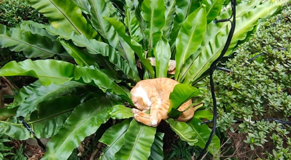 路上巧遇「多肉橘貓」輕功捲在植物上睡覺！喵奴興奮：開花了