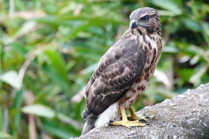 新北市動保處成功救援鳳頭蒼鷹幼鳥，展現社區愛心與專業