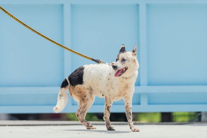 新北市推動「犬貓回春雙響炮計畫」，邀您為熟齡毛寶貝提供一個溫暖的家