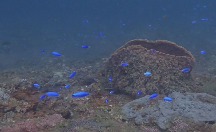 新北市蝙蝠洞海域生態調查成果豐碩：守護多樣海洋生態，共創和諧共生