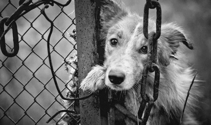 改善動物福祉  從修訂動物保護法開始