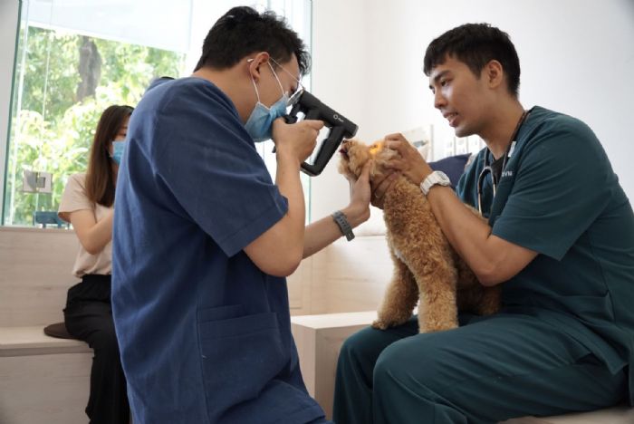 春節連假毛寶貝生病怎麼辦？新北市動物醫療服務24小時不打烊，讓寵物安心過年