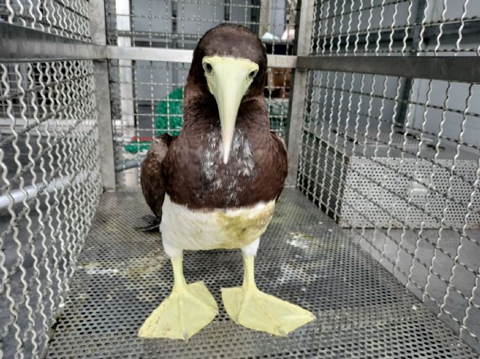 以繪畫表達愛心！新北市動保處推動生命教育活動，培養孩子的動物保護意識