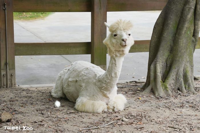 臺北市立動物園迎接換季大作戰，動物們的換毛季節來了！