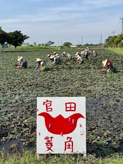 秋風菱香，來官田品嚐鮮甜綿密的紅菱角