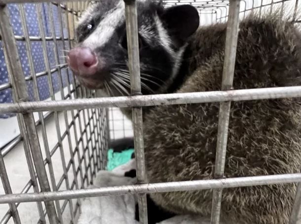 首例捷運軌道動物救援！白鼻心闖木柵站，北市動保處吹箭麻醉成功救出