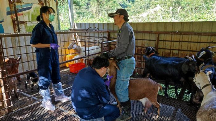 守護健康的守護者：新北市動保處積極防範布氏桿菌病