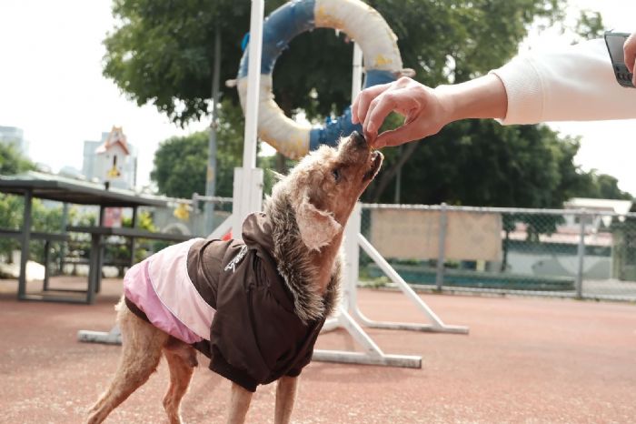 愛心與專業並行，貴賓犬「阿貴」脫離險境找到溫暖新家