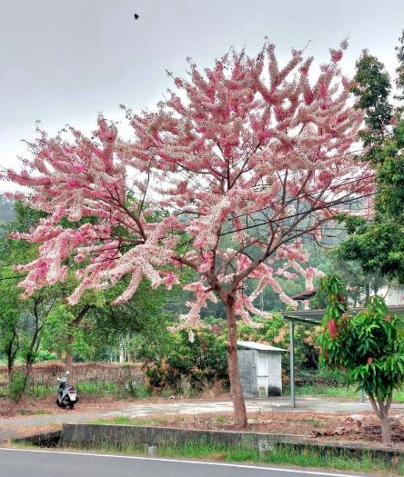 春季花旗木盛開，高雄東區成最佳賞花點