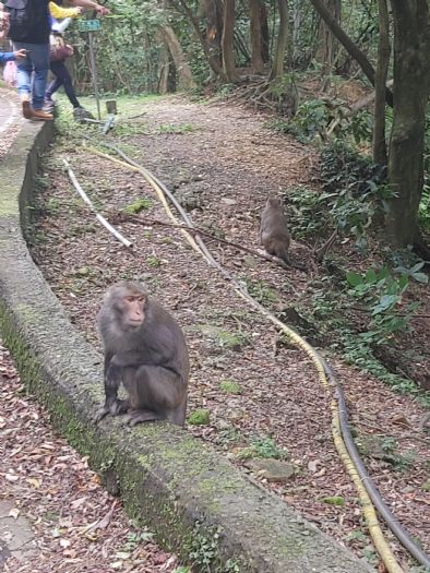 與獼猴共處：臺北市推動野生動物保護宣導活動