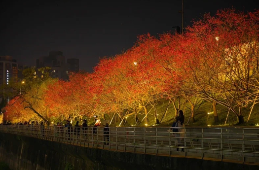 2024台北「夜櫻樂活季」今日1/26盛大開幕，市集韻律與電音派對同步登場，精彩持續至228連假