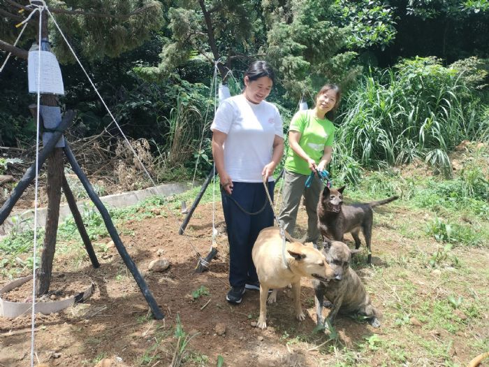 新北市動物之家迎來新綠意：龍柏樹為毛寶貝創造舒適休閒空間