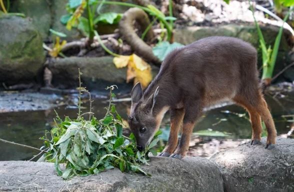 北市動物園引進新成員「皮蛋」解決野山羊親人問題