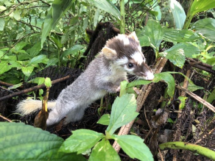 新北市動保處呼籲和平共處：為白鼻心守護家園與野生動物的和諧共生