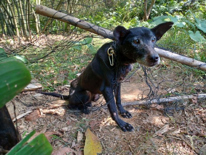 失而復得的溫暖！新北動保處成功救援受困田園的愛犬