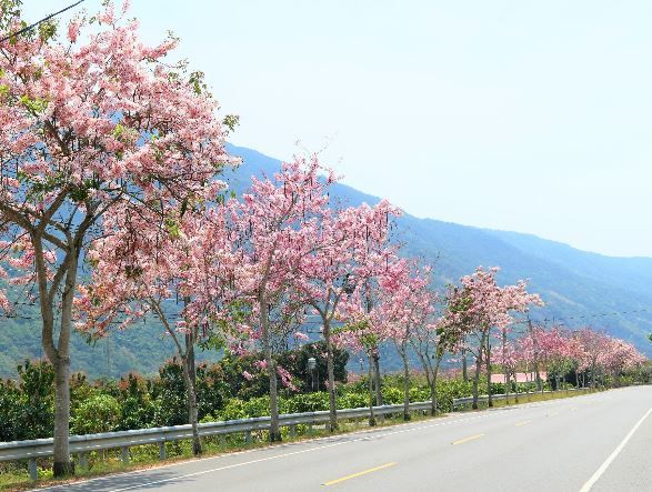 粉紅花海迎接騎士，「茂林─高雄山城線」騎行活動熱騰騰