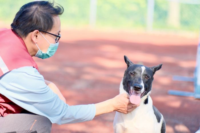 勇敢動保員救援三腳犬阿福，迎來溫馨新家