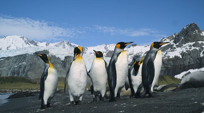 暑假歡樂親子遊：海科館「動物王國」新片上映，潮境方舟航程再啟