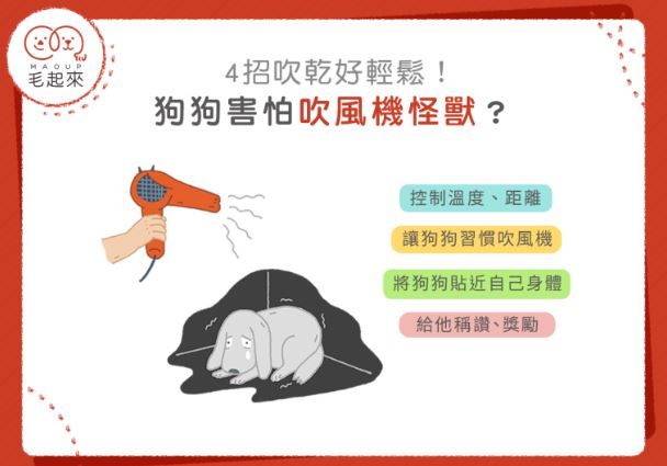 狗狗害怕吹風機怎麼辦？教你如何輕鬆幫狗狗吹乾！