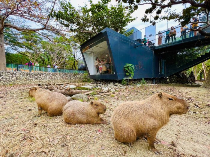 壽山動物園辦高雄熊見面會 端午連假啟動付費接駁