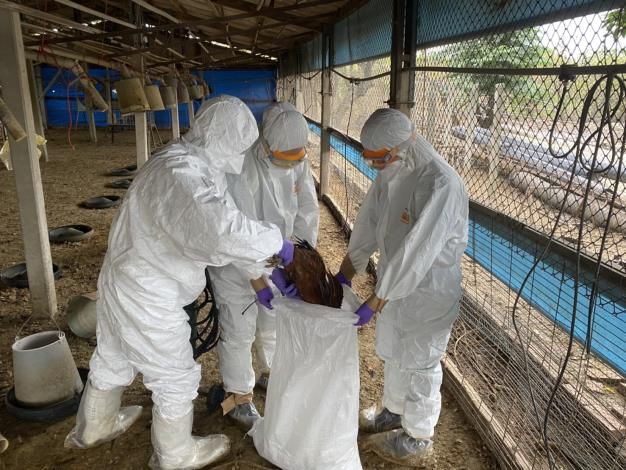 動保處迅速反應 H5N1禽流感確診，齊心保障家禽健康