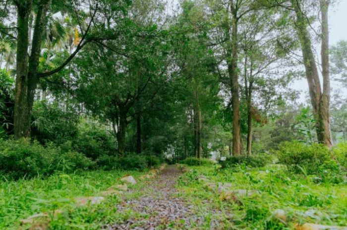 南投埔里珠仔山老樹生態園區焕發新生