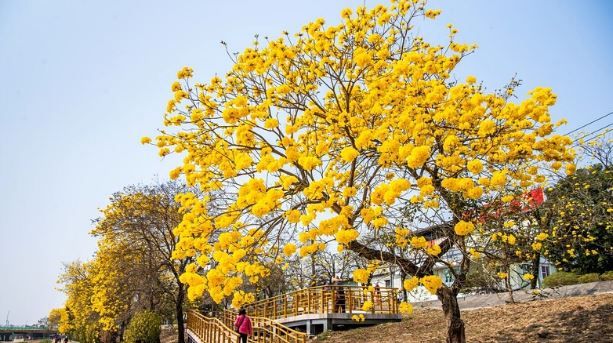 3月賞花必訪！嘉義黃金風鈴木「黃金隧道」洗版IG，景點總整理