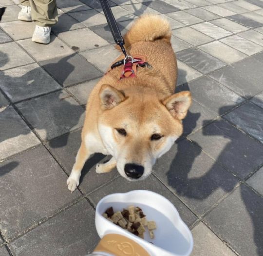 前鎮「好伴公園」迎來動保處暖心支援活動，犬貓健康與愛心滿溢