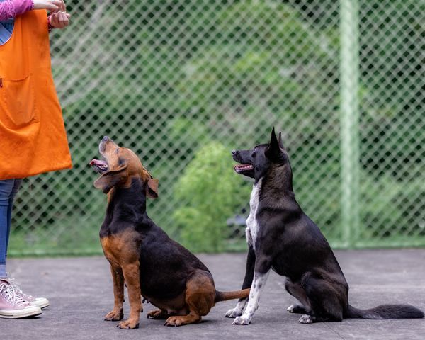 夏日寵愛學堂：與狗狗共度暑假的療癒之旅