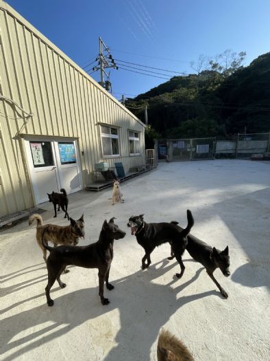 創新清潔系統守護犬隻健康，三贏局面展現溫馨關懷