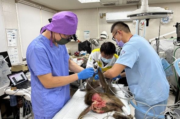 牙齒保健不輕忽，壽山動物園攜手動物醫院守護動物口腔健康