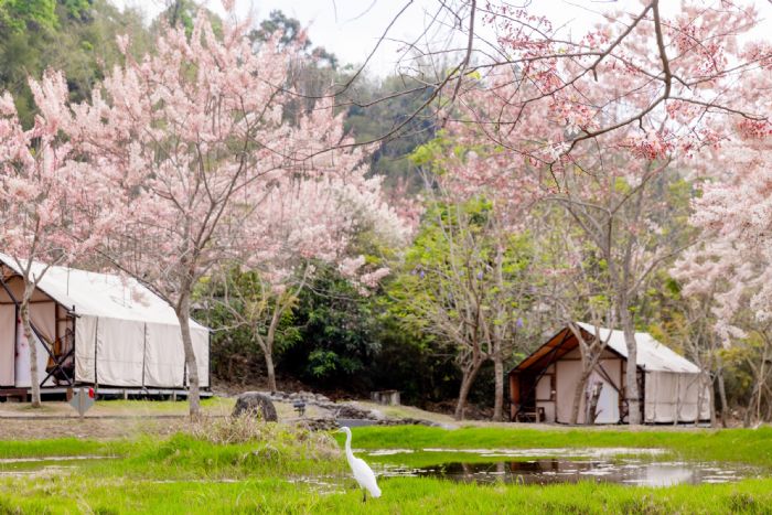 東高雄山城之旅：花旗木綻放季節