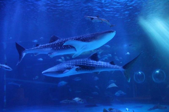 日強震最新受害者！水族館「明星鯨鯊死亡」　設備慘遭震壞