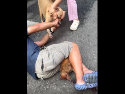 新北市三重區比特犬咬死流浪貓事件引發關注：呼籲飼主正確管理攻擊性犬隻