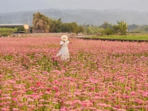 超大面積花田必拍！夢幻秘境「粉紅百日草」大爆發 沉浸壯觀無邊際「粉色花海」療癒少女心