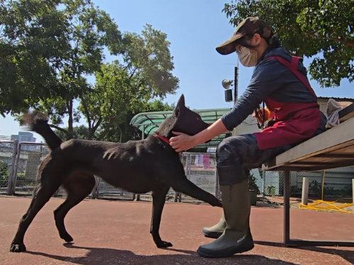 新北市政府動保處推出犬隻行為訓練課程，促進人寵和諧共處