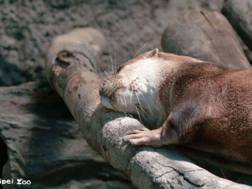 世界動物日與國際保育員日 用漂流木豐富動物們的生活