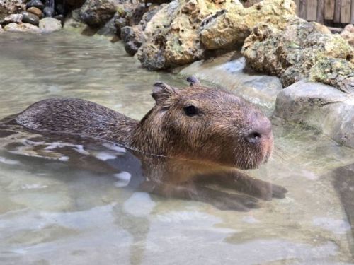 夏日好康！壽山動物園暑假特惠活動大公開